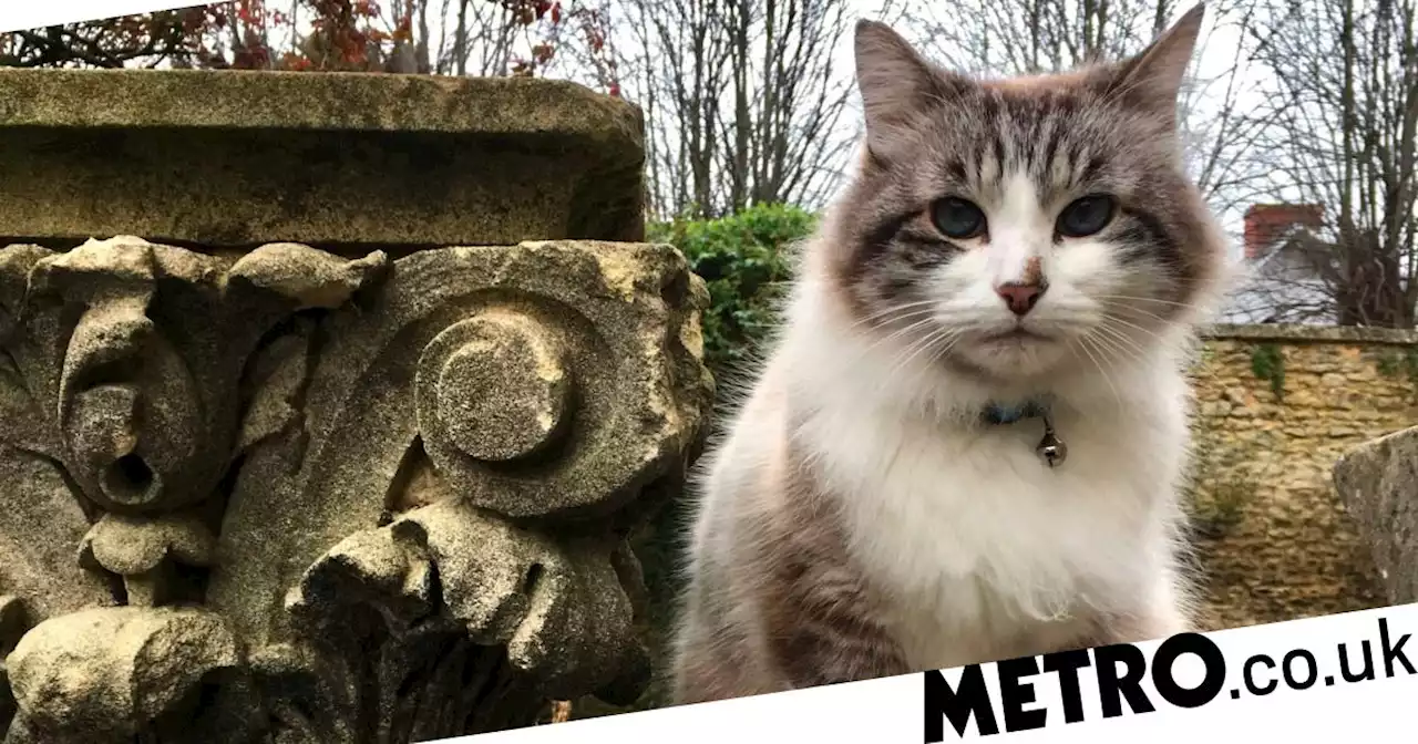 Famous Antiques Roadshow cat Minou dies aged 17