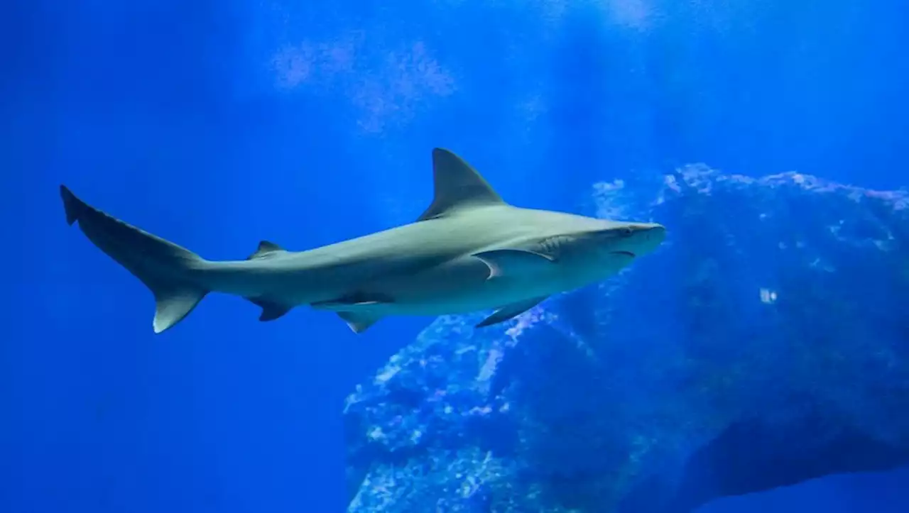 Mort du requin près de Perpignan : on connaît les causes du décès du pensionnaire de l'aquarium Oniria