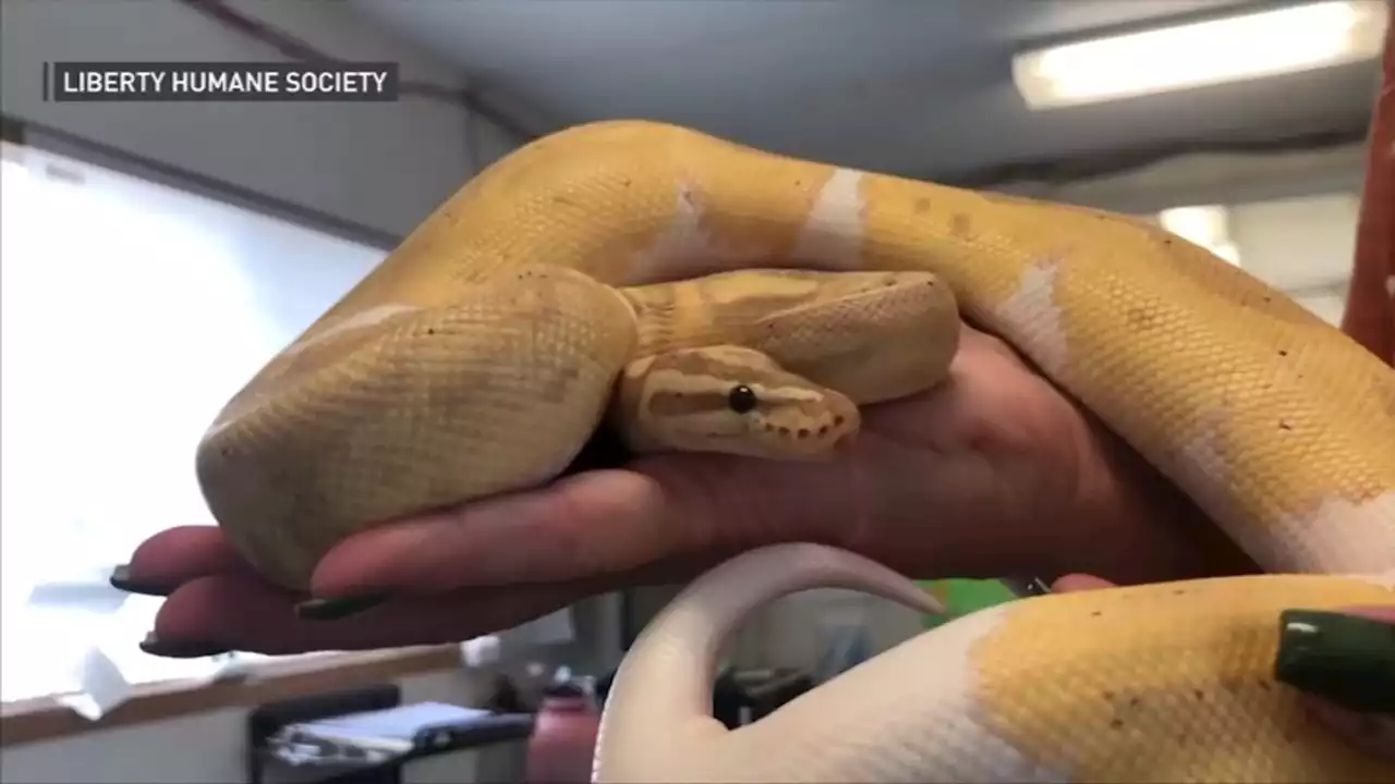 A Pet Python Went On an Adventure to Under the Neighbor's Fridge