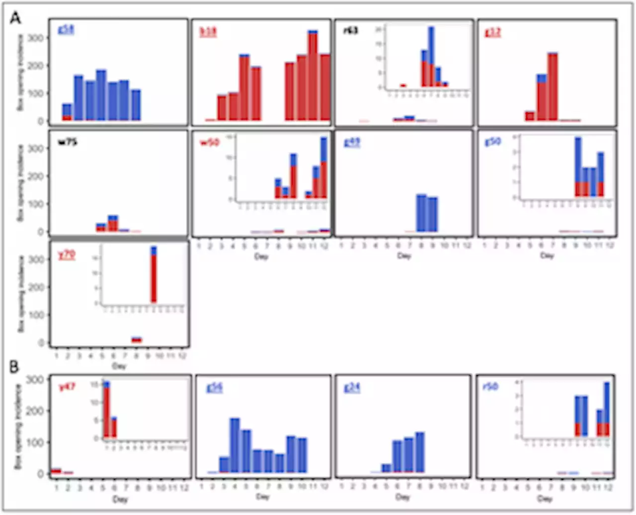 Bumblebees acquire alternative puzzle-box solutions via social learning