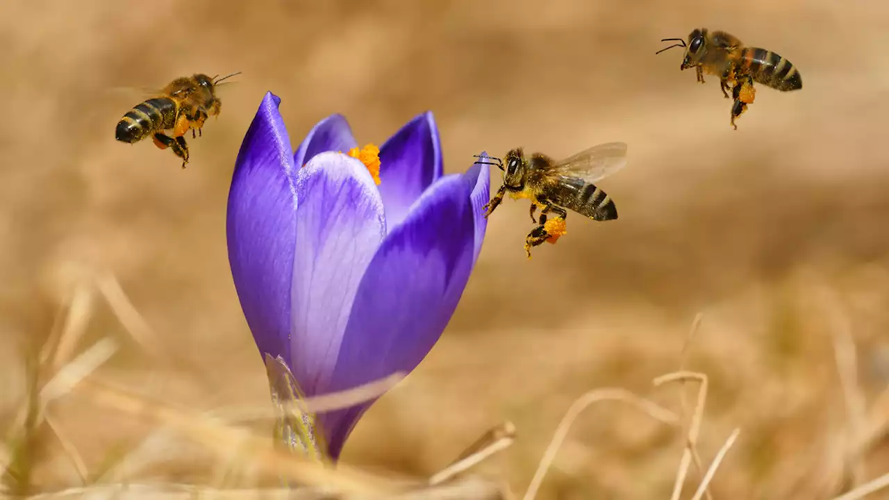 Like the first flying humans, honeybees use linear landmarks to navigate