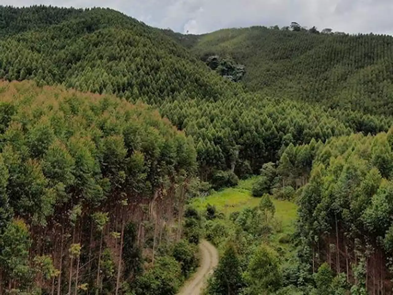 El futuro de los bosques: una tarea de todos