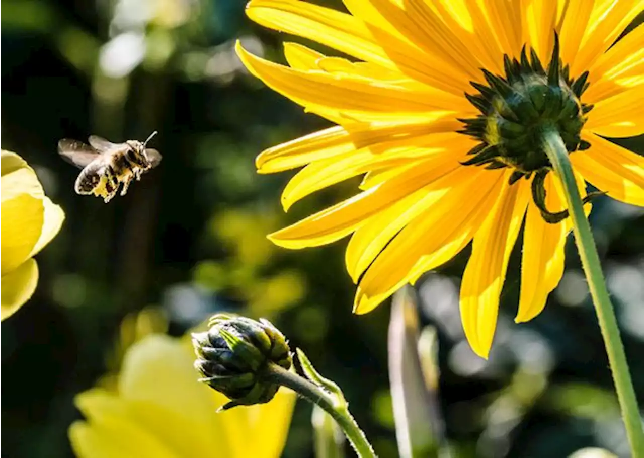 Así es como las abejas utilizan su memoria para navegar y regresar a su colmena - Pulzo