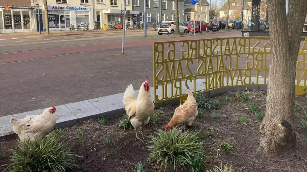 Akka's Ganzenparadijs vangt opnieuw Utrechtse zwerfkippen op