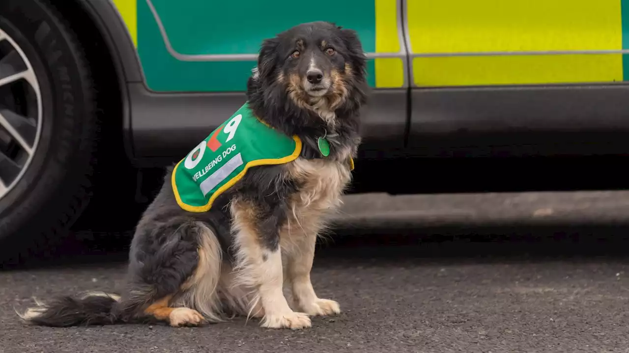 Wellbeing and trauma therapy dog joins Welsh Ambulance Service in UK first