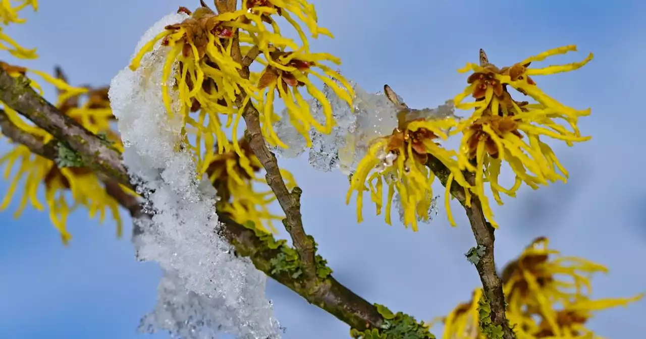 DWD-Wetter: Leichter Schneefall sorgt für glatte Straßen – Polizei zur aktuellen Lage im Saarland