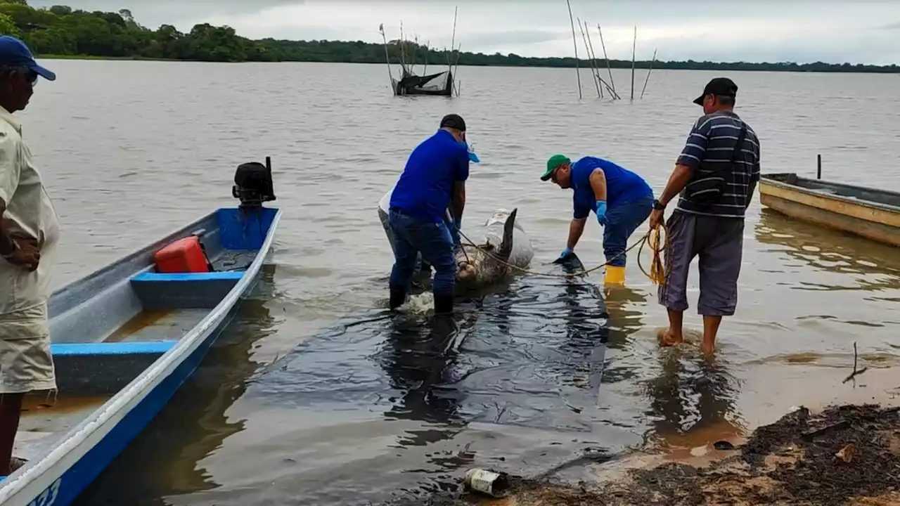 Hallan manatí muerto en el caño San Silvestre, en Barrancabermeja