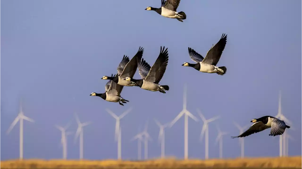 Studie zeigt: Vögel können Rotorblättern von Windrädern ausweichen