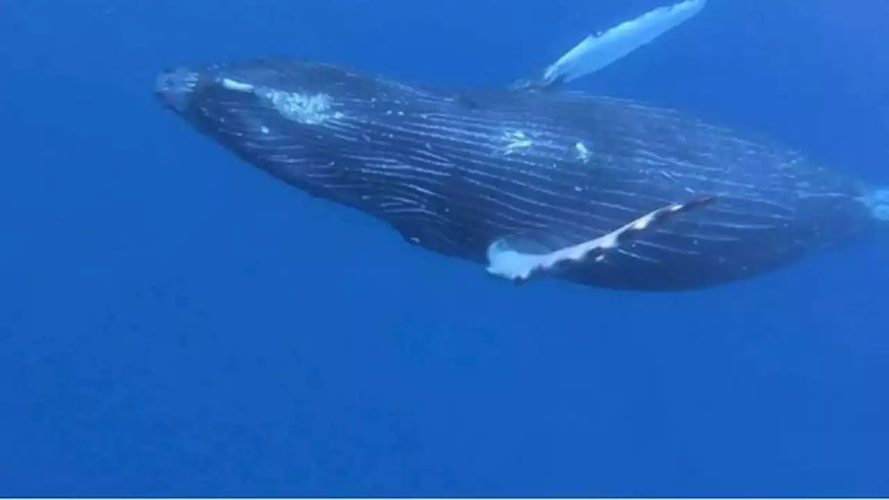 Man who calls himself ‘Dolphin Dave’ arrested for continuously harassing humpback whale, dolphin pod: Officials