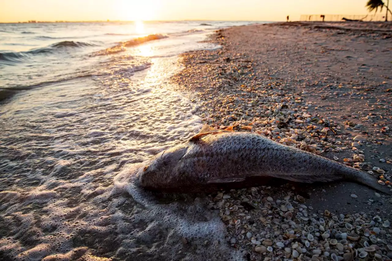 Red tide is blanketing some Florida beaches: What you need to know about the toxic algae