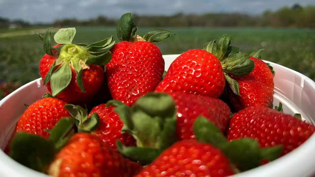 Rows of strawberries ready for picking at Froberg's Farm in Alvin