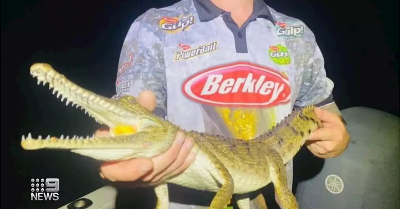 Man fined $12k for catching crocodiles, after posting videos to TikTok