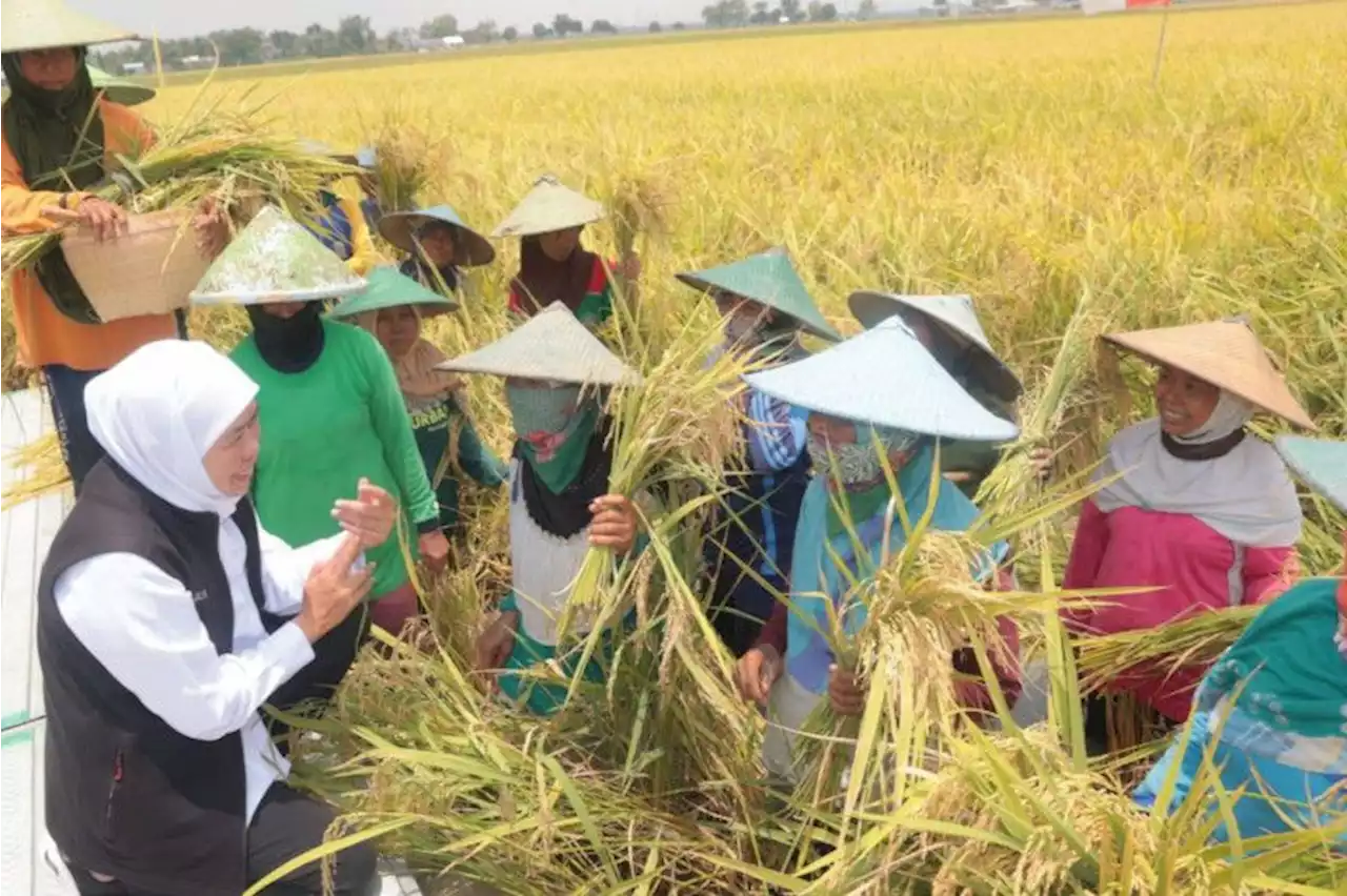 Jatim panen raya padi varietas inpari