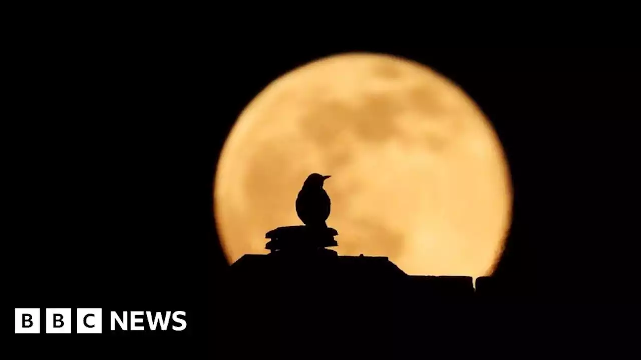 Full moon: Photographers capture 'worm moon' over Yorkshire and Lincolnshire