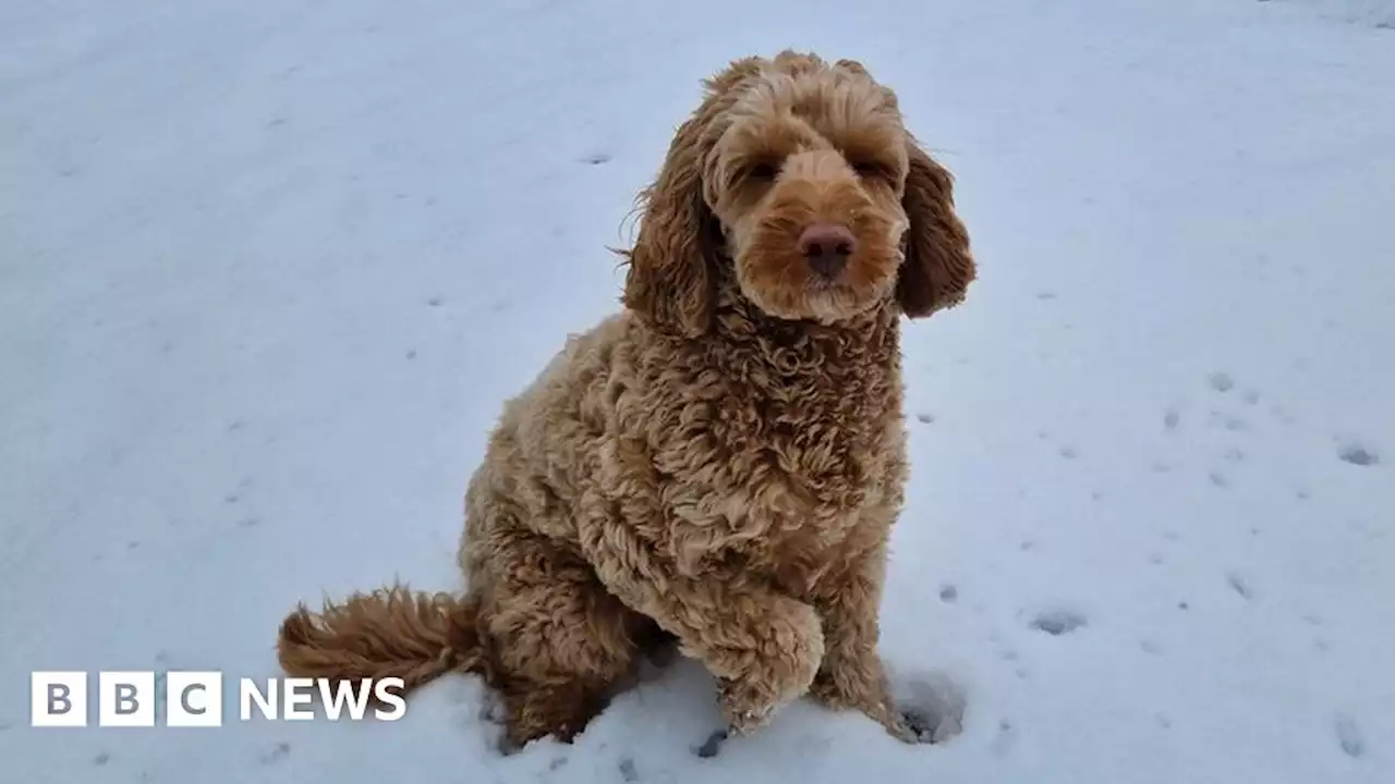 In pictures: Arctic blast brings snow to Wales