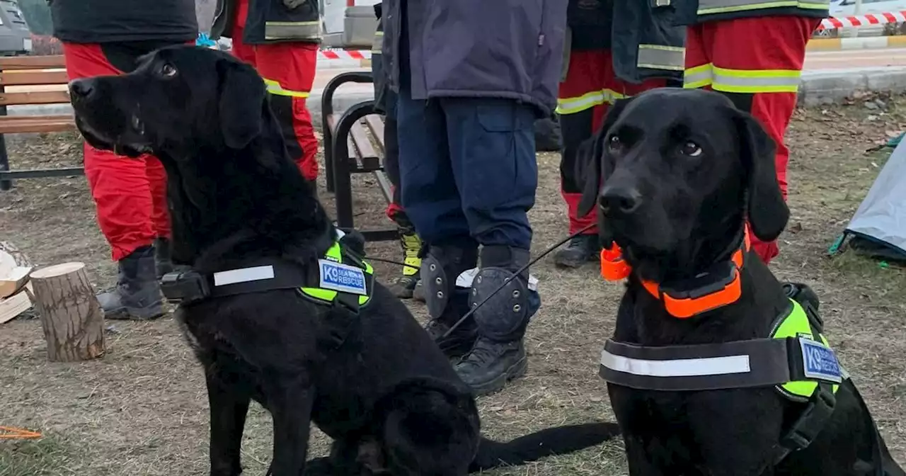 K9 NI search and rescue dogs hosted at Stormont over Turkey earthquake mission