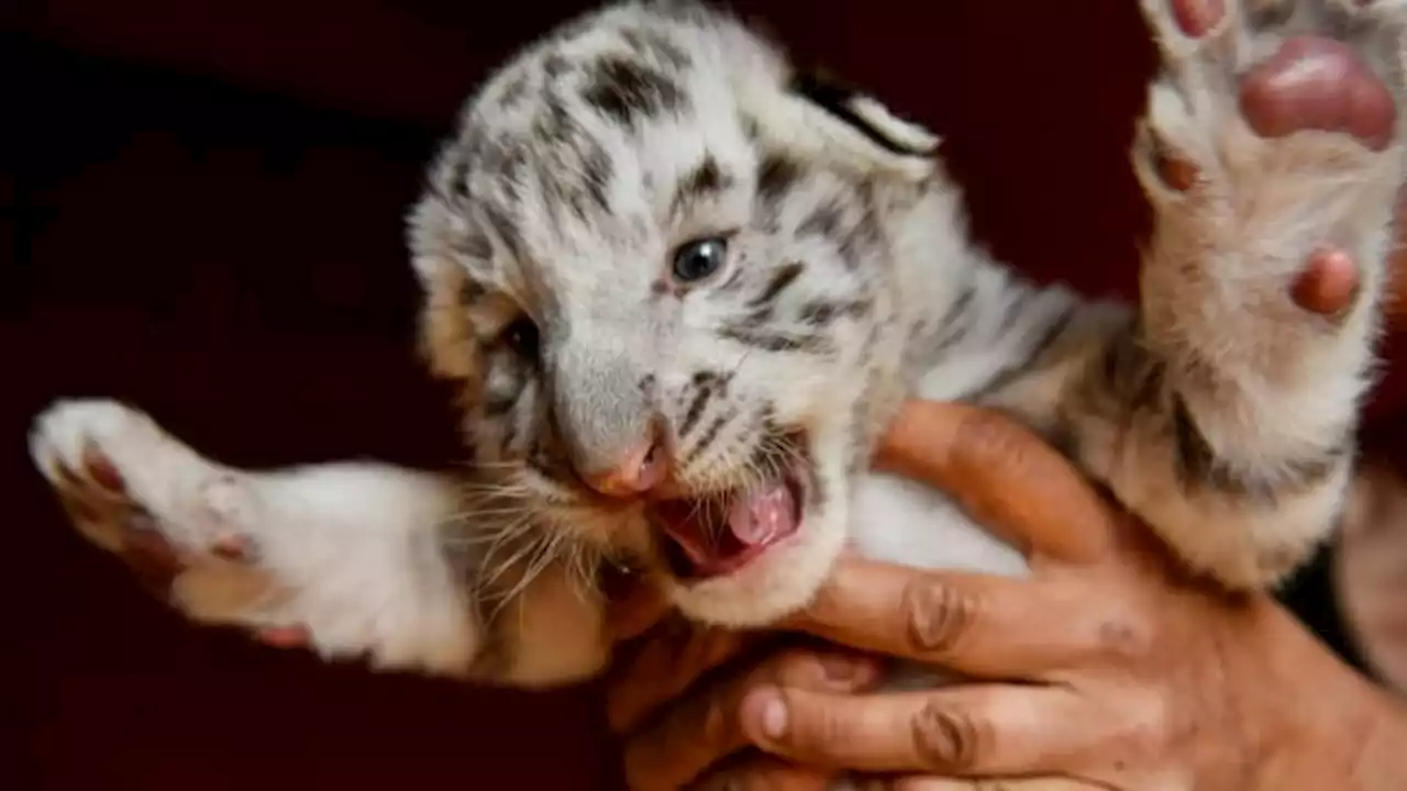 Grèce: un petit tigre blanc retrouvé dans une rue près d'Athènes