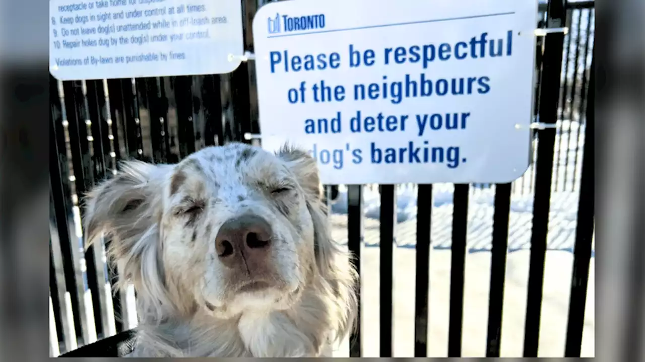 'Don't allow your dogs to bark': City tells owners to stop dogs from disturbing neighbours