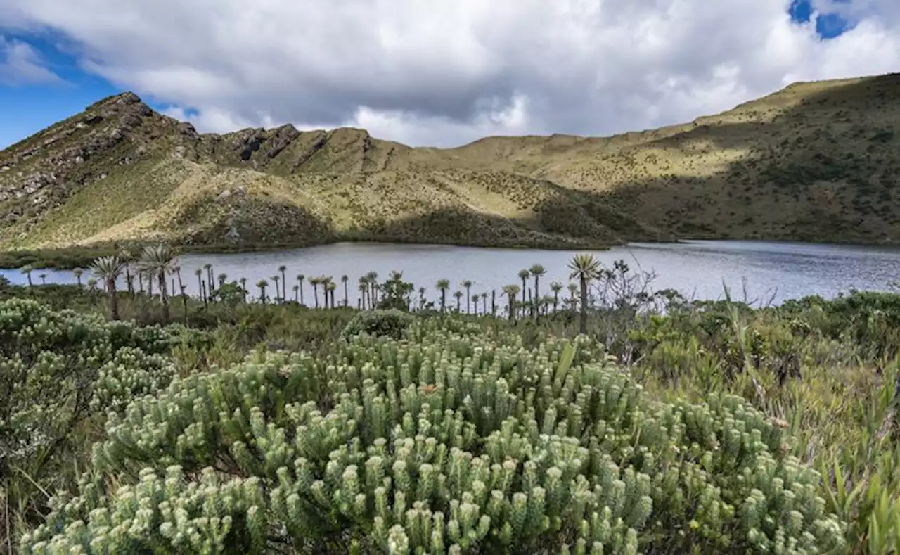 Inversión de $5.700 millones para conservar el páramo de Chingaza