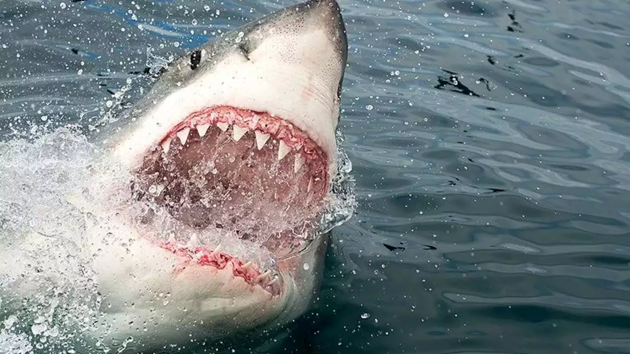 11-foot, 1,200-pound great white shark pings off coast of Florida ahead of spring break