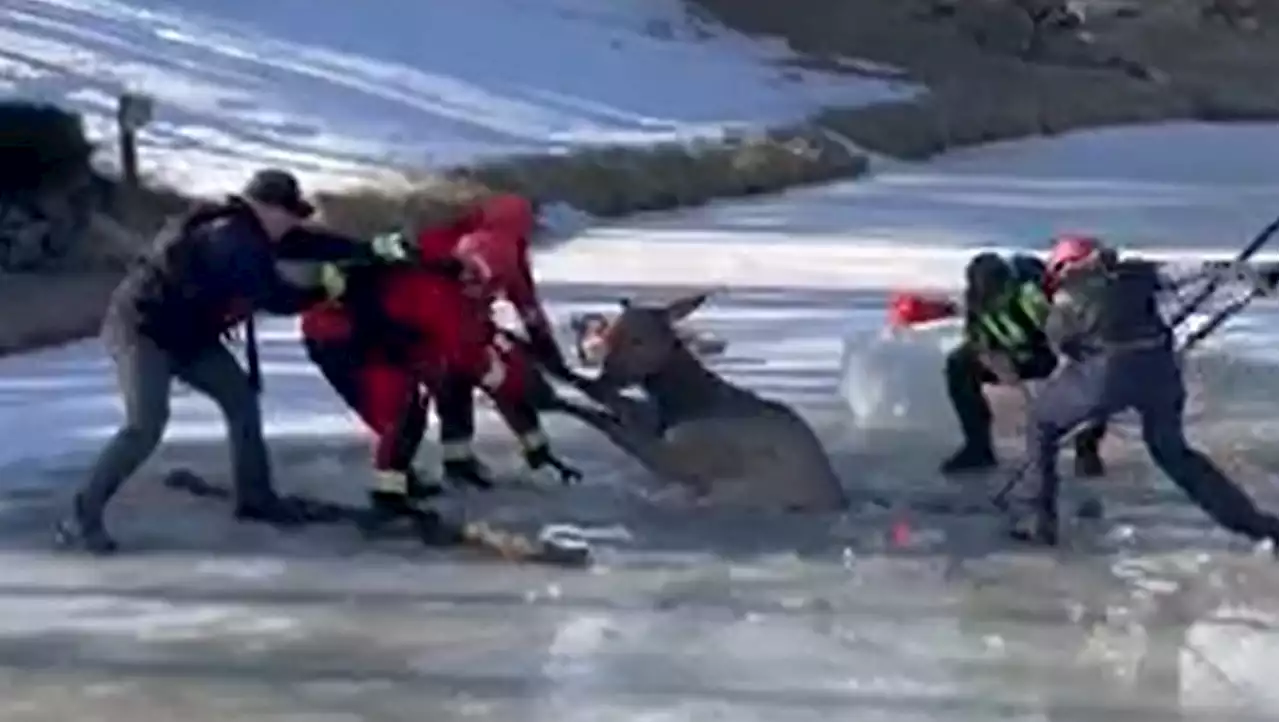 Colorado fire and rescue team saves elk from frozen lake