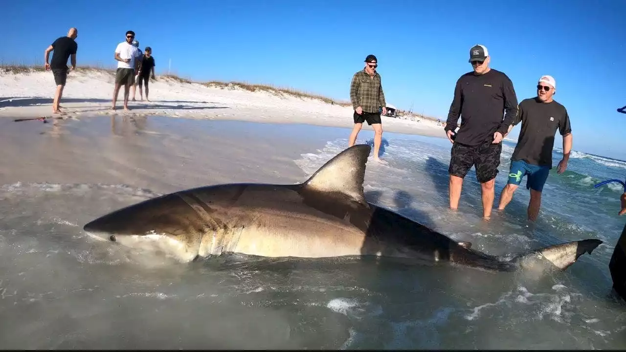 Massive great white shark caught and released at Florida beach: 'This was something bigger'