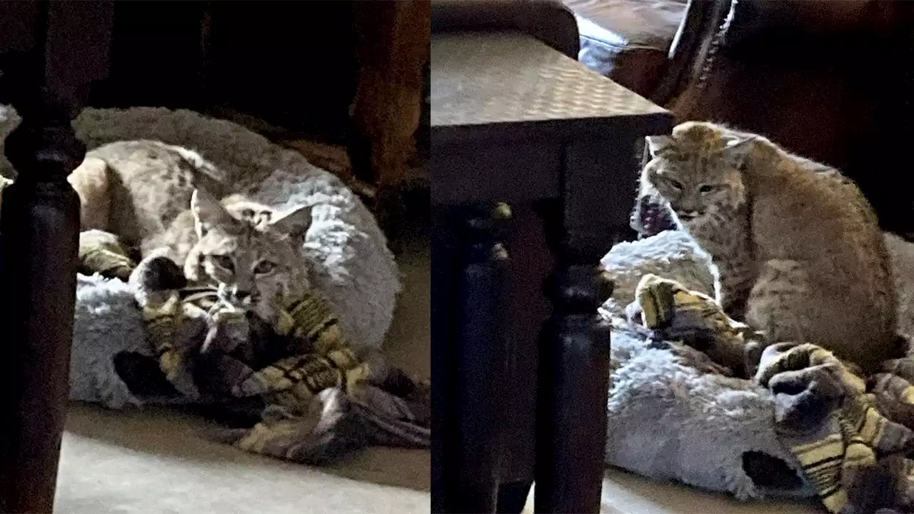 Watch your doggie doors: Arizona homeowner finds bobcat laying on dog bed inside house