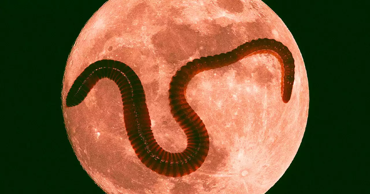 Would You Still Love the Moon If It Was a Worm?