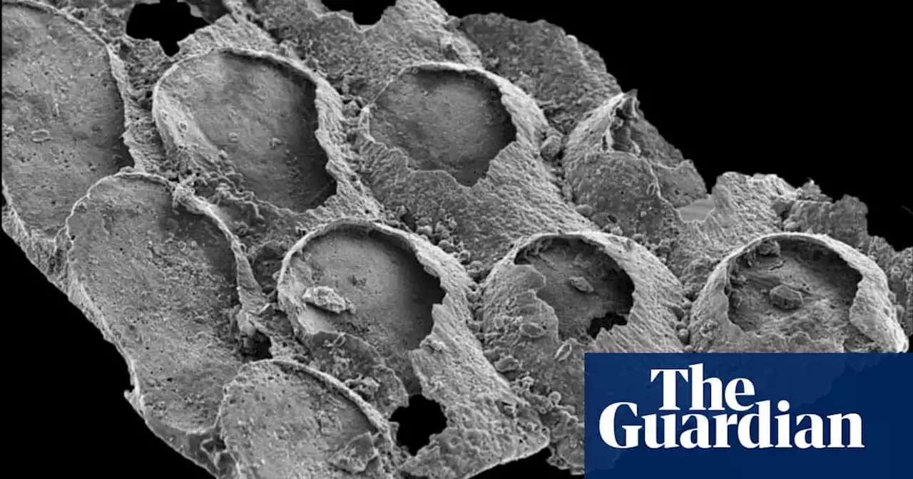 Fossils thought to be ancient marine creatures may be later seaweed, study finds