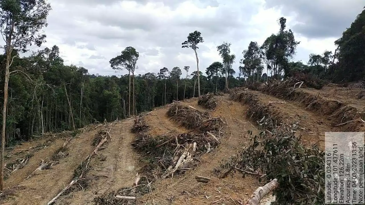 Hutan Penyangga Taman Nasional Tesso Nilo Dirambah, KLHK Diminta Bertindak