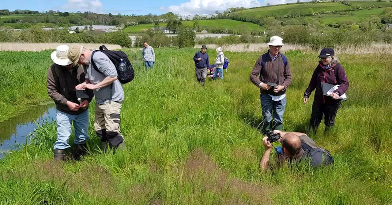 Twenty-year research project reveals ‘devastating loss’ of Irish plant life