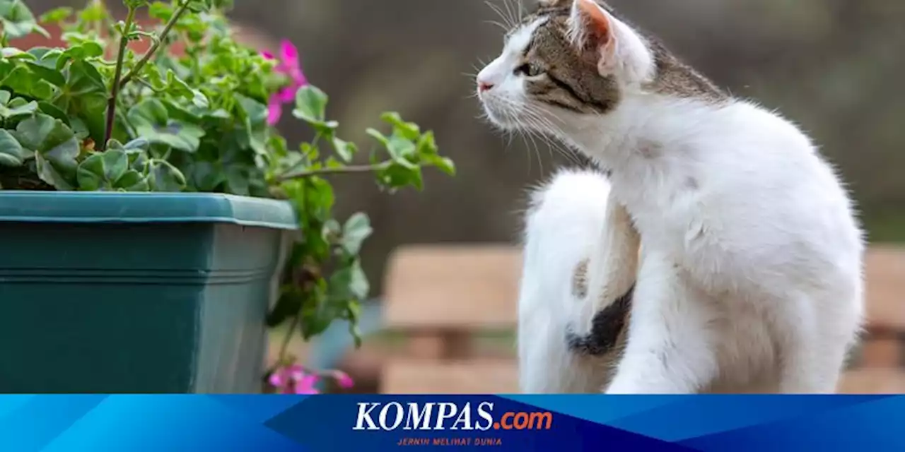 6 Tanaman yang Tidak Disukai Kucing di Pekarangan Rumah