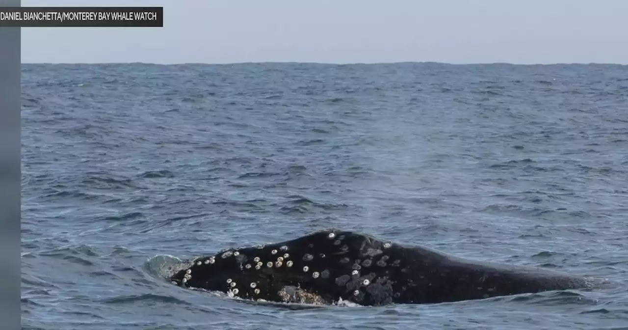 'Finding a needle in the entire Pacific Ocean;' Rare right whale spotted in Monterey Bay