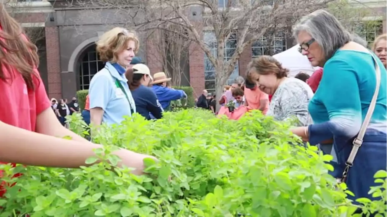 SAWS will give 1,000 free plants to customers at Spring Bloom event