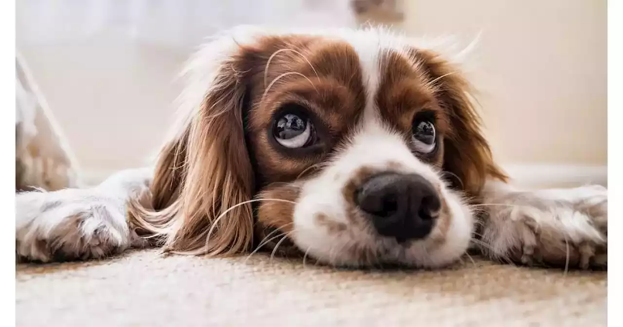 Si usted tiene una cuenta pendiente, pilas que ahora le pueden embargar la mascota