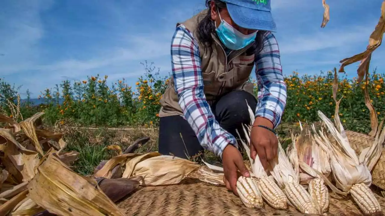 Conocimiento y capacitación impulsarán un sector primario productivo, sostenible e inclusivo: Agricultura