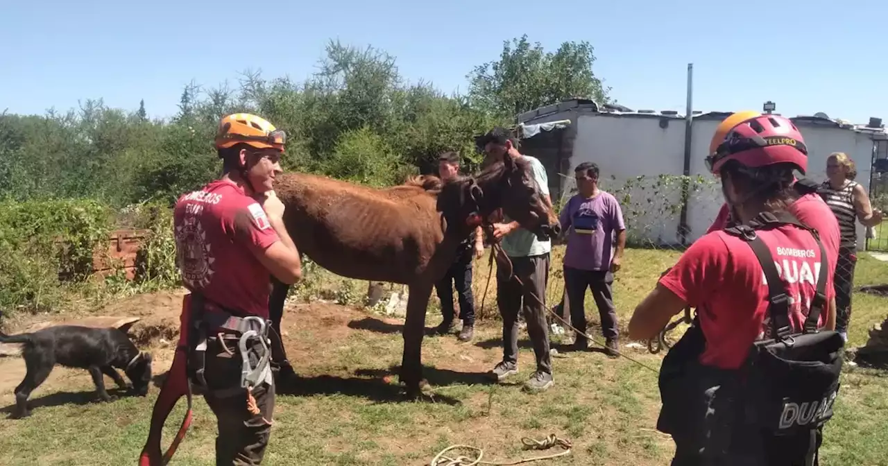 Río Cuarto: rescataron a un caballo de un pozo | Sucesos | La Voz del Interior