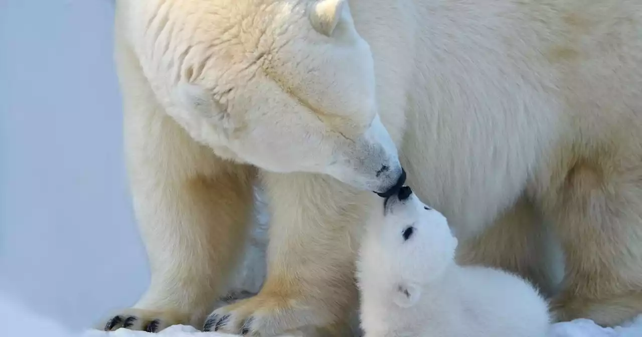 Comment l'ours polaire est devenu le symbole du réchauffement climatique