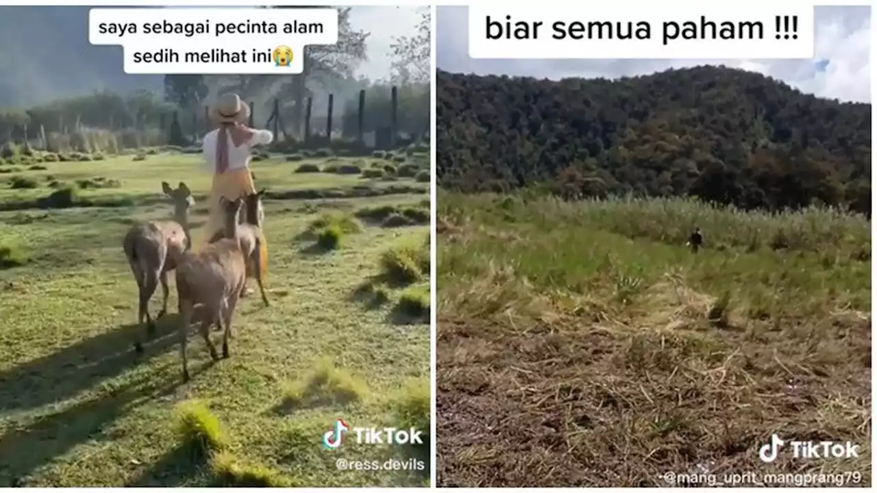 Viral Komunitas Motor Trail Rusak Kebun Edelweis Rawa di Ranca Upas, Bikin Miris