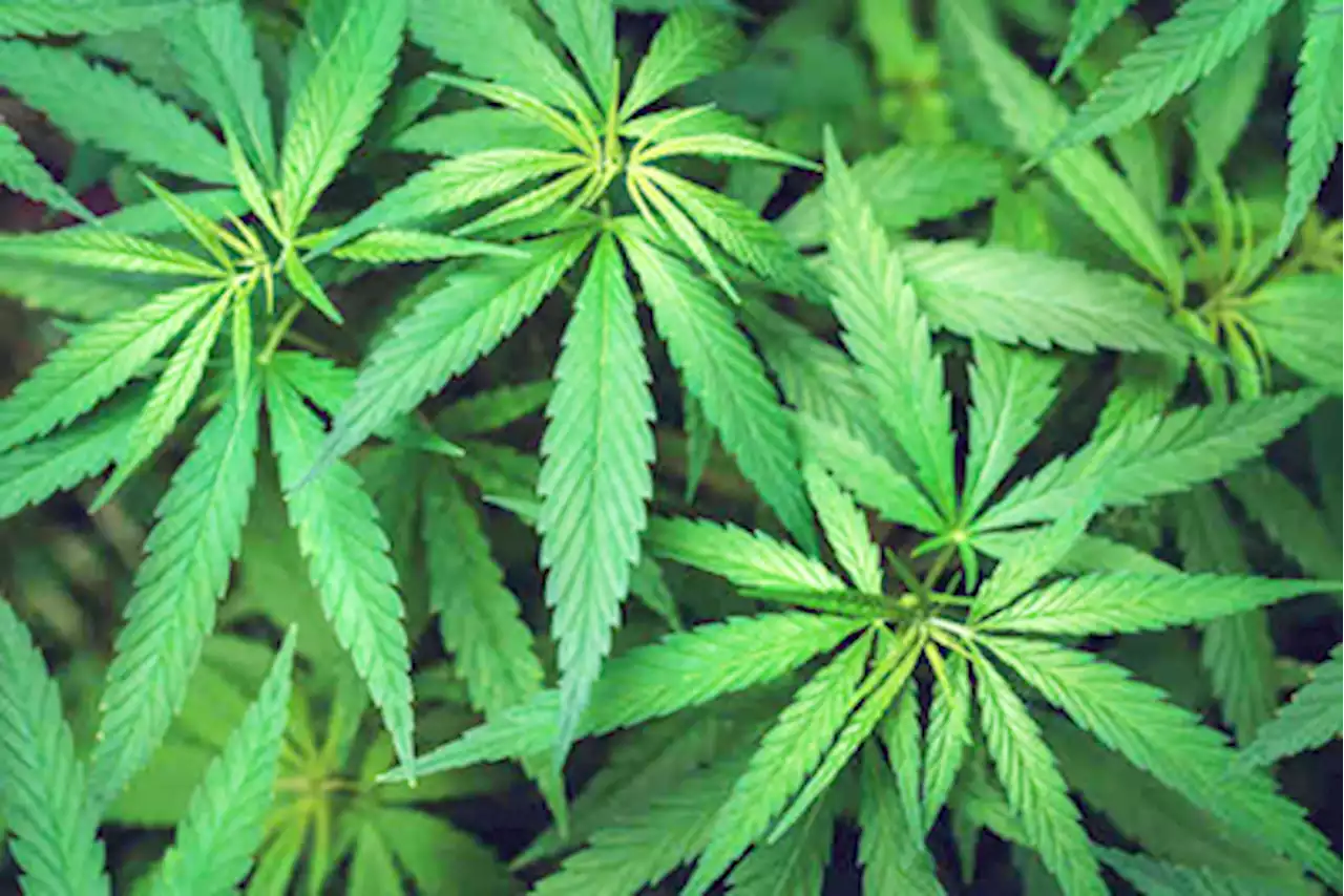 Teen yields marijuana inside Negros school