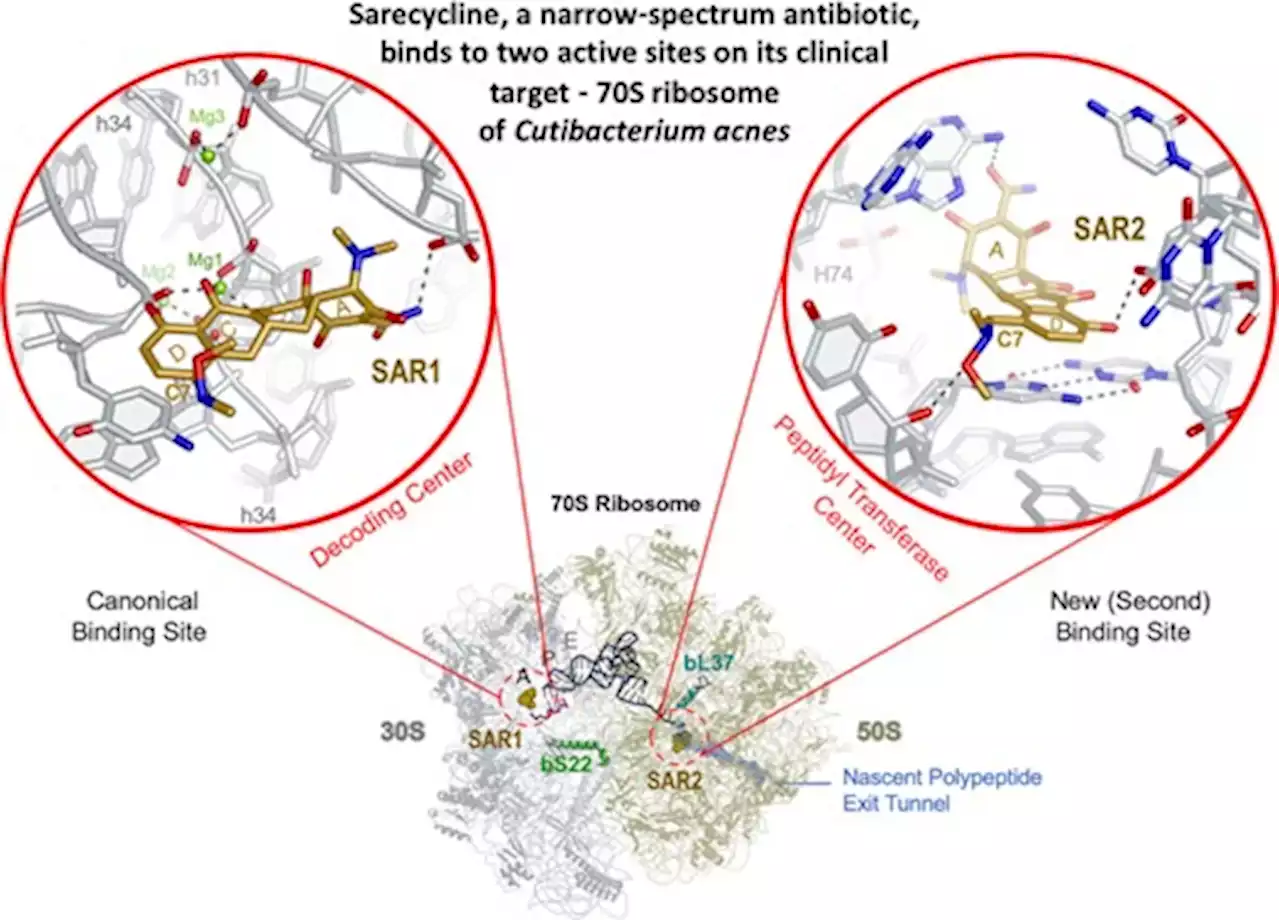 Sarecycline inhibits protein translation in Cutibacterium acnes 70S ribosome using a two-site mechanism