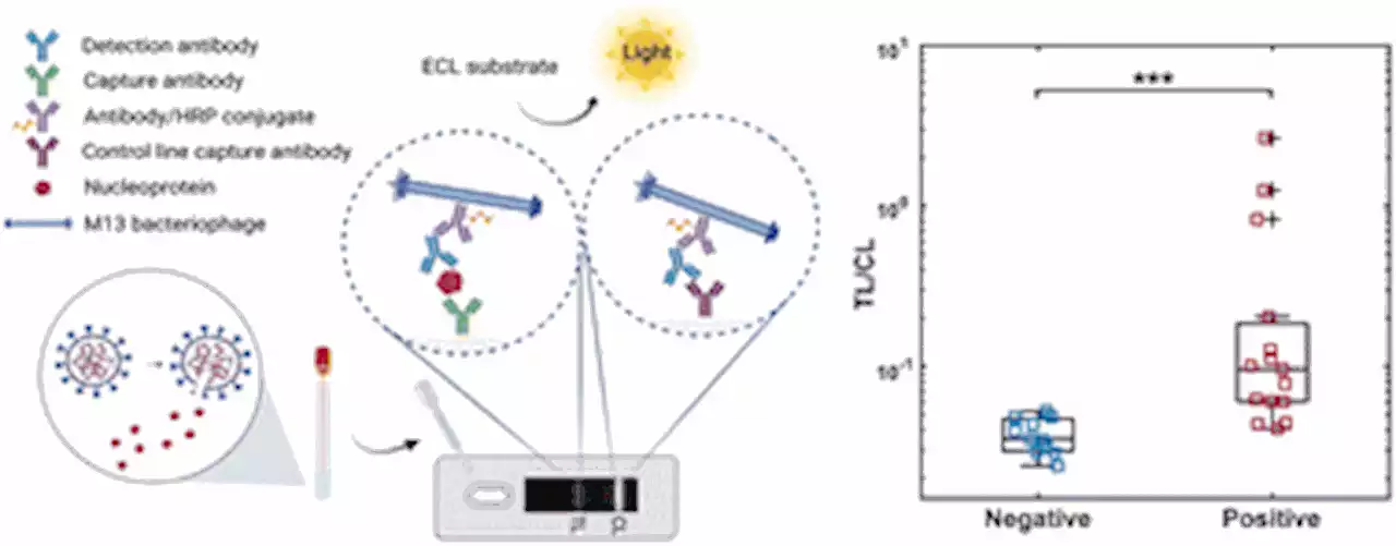 Smartphone-read phage lateral flow assay for point-of-care detection of infection