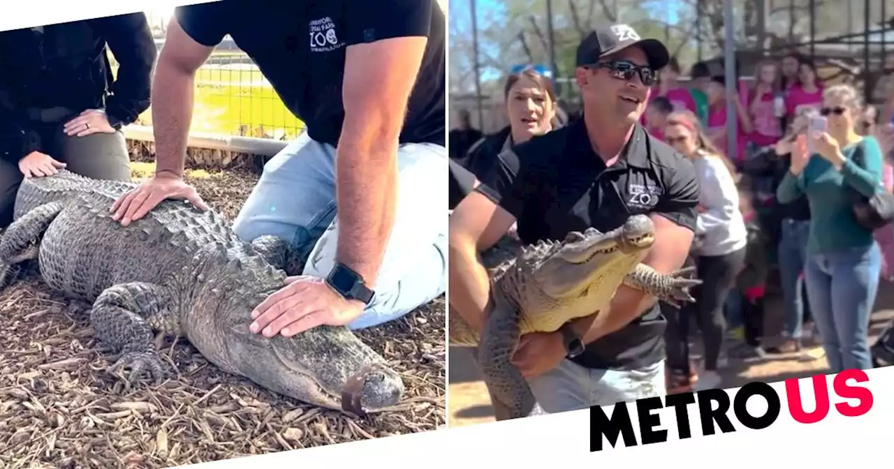 Alligator stolen as egg returned fully-grown to zoo 20 years later