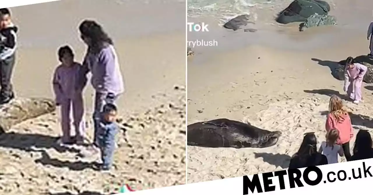 Lifeguard tells little girl to leave beach after she throws sand at sea lion