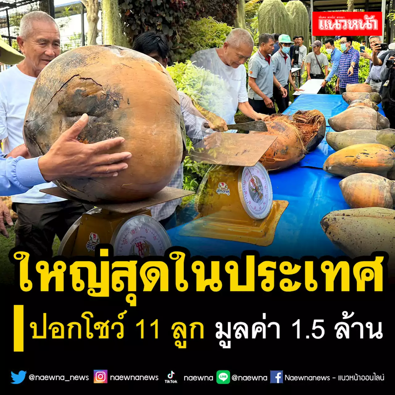 อึ้ง!! 'มะพร้าวทะเล' ใหญ่ที่สุดในประเทศ ปลอกโชว์ 11 ลูก มูลค่า 1.5 ล้าน