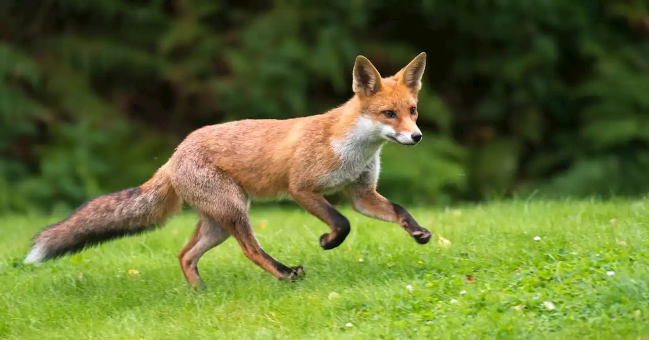 Police appeal as fox thought to have been killed by off-road bike