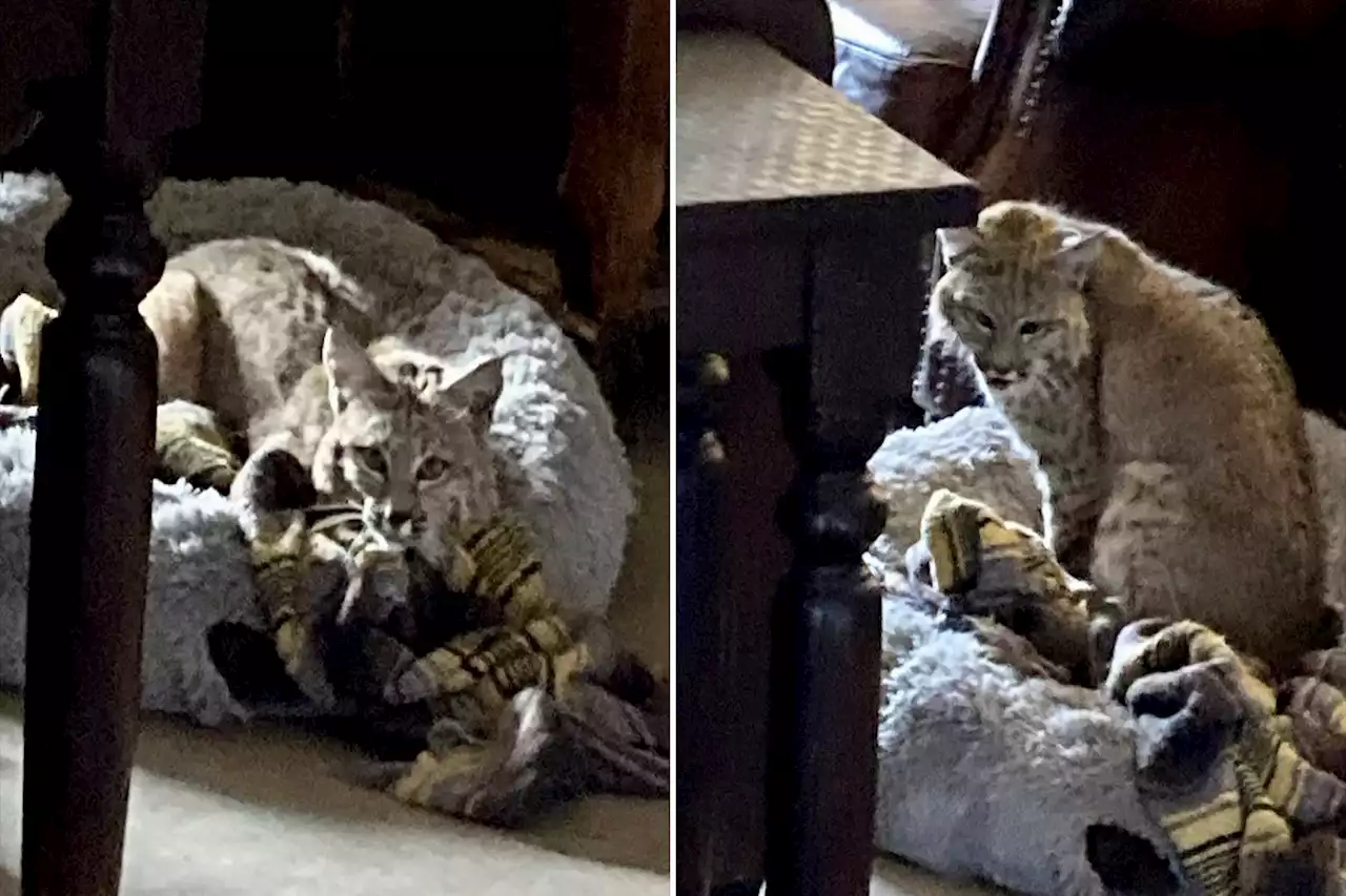 Arizona homeowner finds bobcat laying on dog bed inside house