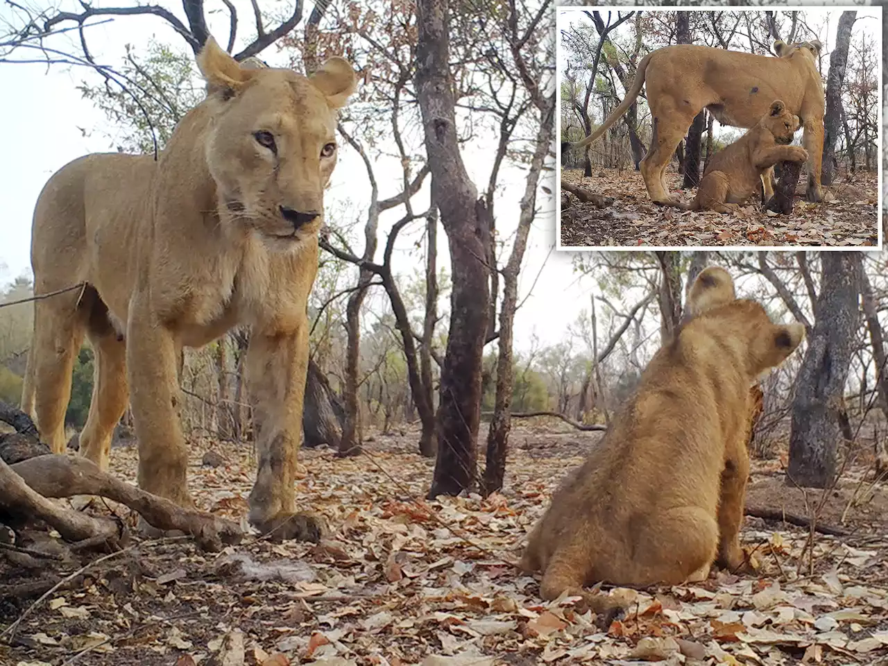 New West African lion cubs offer hope that rare species can beat extinction