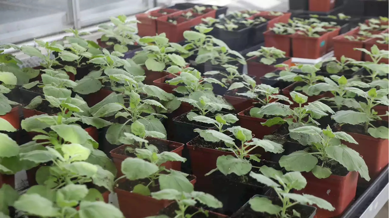 Plants can play a role in the future of fighting COVID, RSV and even the common cold. Here's how.