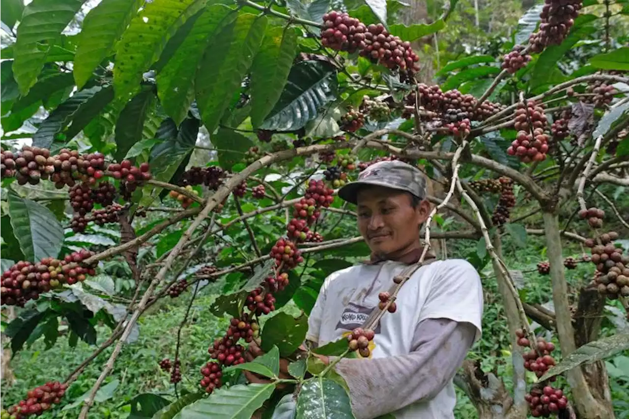 Bertolak ke Inggris, Zulhas Bakal Teken Perjanjian Kopi Internasional |Republika Online